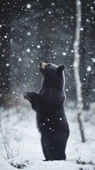 Black bear standing on hind legs in snowy winter forest.