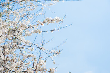 Branch with White Blossoms Against Clear Blue Sky.