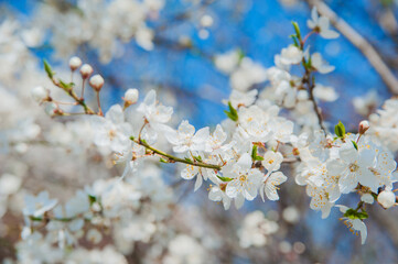 Branch with White Blossoms Against Clear Blue Sky.