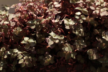 Lush Greenery with Beautiful Tints of Purple that Enhance the Natural Aesthetic Appeal
