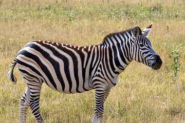 Obraz premium In green field. Zebra animal green field white black stands. A zebra stands in a field with a white green zebra. A zebra is walking in lifestyle the grass.