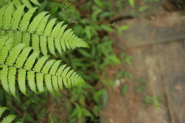 Green fern leaves with bokeh background
