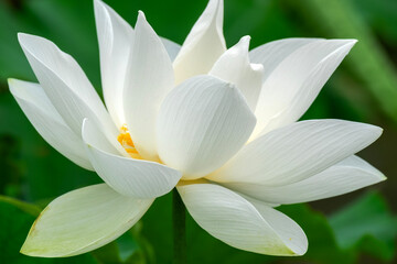 Fototapeta premium Beautiful white lotus close up