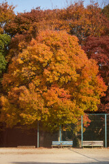 Obraz premium 冬の公園のグランドと鮮やかな紅葉の森の風景