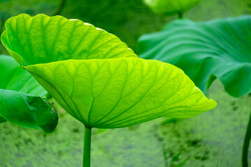 Large and wide lotus leaf