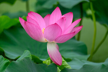Fototapeta premium Beautiful pink lotus close up