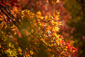 冬の森の鮮やかな紅葉の風景