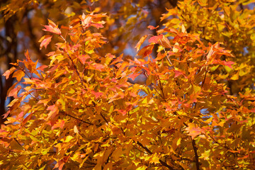 冬の森の鮮やかな紅葉の風景