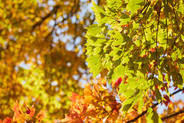 冬の森の鮮やかな紅葉の風景