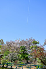 Cherry blossom tree in Ashikaga Flower Park.