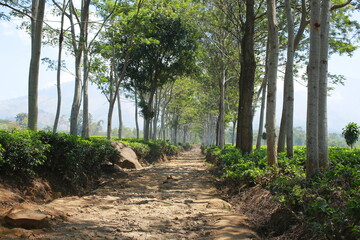 a straight road with trees beside it