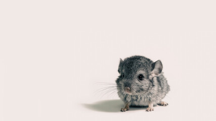 one small gray mouse on a white background close up