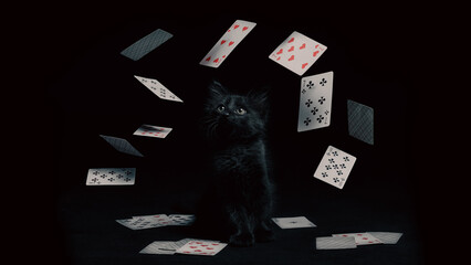 whirlwind of playing cards around a black kitten