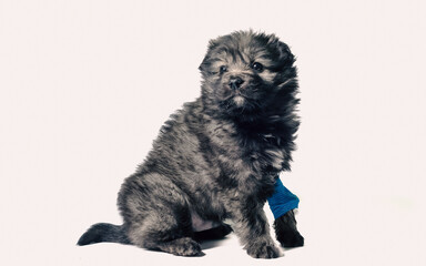 Obraz premium veterinary medicine puppy mongrel with intravenous catheter on the front paw on white background