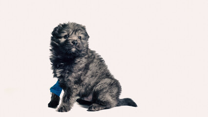 Obraz premium veterinary medicine puppy mongrel with intravenous catheter on the front paw on white background