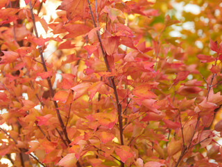 夕日の光と赤色の紅葉の風景