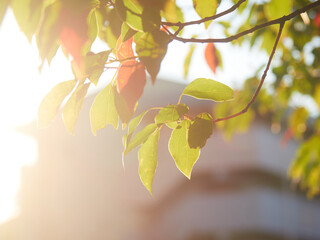 夕日の光と公園の緑の植物の葉っぱの風景