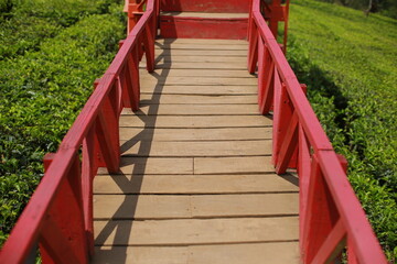 a large tea garden and a red bridge