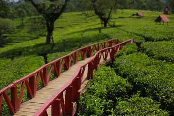 a large tea garden and a red bridge