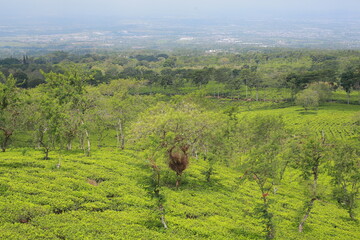 photo of a view of a large and green tea garden