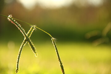insect, nature, macro, animal, dragonfly, green, bug, grass