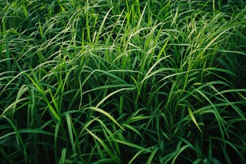 Obraz premium A close-up of tall green grass blades in a garden or natural setting, showing the plant's textural details.