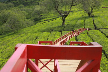 a large tea garden and a red bridge