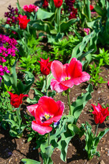 Many color tulips in the garden.