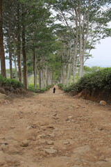 a straight road with trees beside it