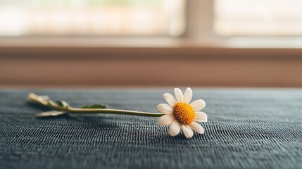 Single Daisy Flower on Textured Fabric Surface