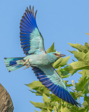 Ghiandaia marina (Coracias garrulus)