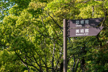 晴れた公園　太陽光に輝く新緑が美しい