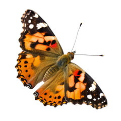 Colorful Monarch Butterfly Isolated on Clear Background