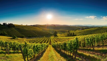 Sunlight dances on emerald vine rows, trellised plants heavy with clusters of deep purple grapes awaiting harvest.