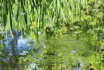 春の公園　ビオトープの池の風景　滋賀県大津市びわこ文化公園