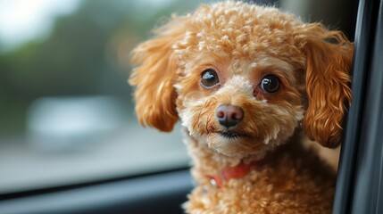 A fluffy, cute dog with curly fur eagerly peeks out of a car window, enjoying the refreshing breeze. Its expressive eyes reflect a sense of excitement and curiosity during a fun road trip