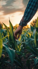 Close-up of an agronomist in a cornfield, inspecting plants
