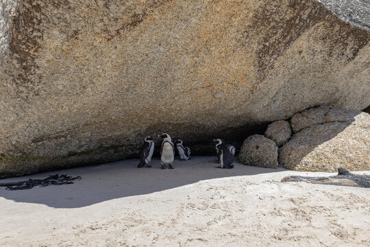 Group of African penguins are hiding from the sun in the shade of a large stone. South Africa, natural habitat of endangered animals. black-footed, Spectacled penguin.  - Powered by Adobe