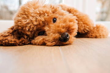 A small ginger poodle lying on the floor near the big window. Front view