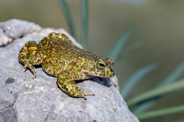 Fototapeta premium Natterjack toad (Epidalea calamita) in its habitat. Sapo corredor en su habitat.