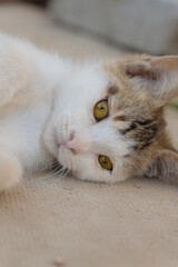 portrait of a cat