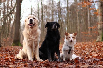 a pack of three dogs sit next to each other according to size and color.