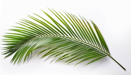 Obraz premium a single palm leaf isolated on a white background