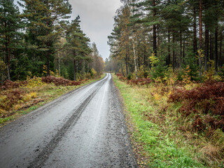 Obraz premium A forest road that disappears into the distance and trees in autumn colors on each side