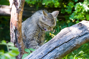 Europäische Wildkatze © Karin Jähne