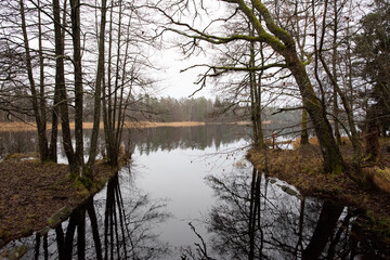 reflection of trees in the water