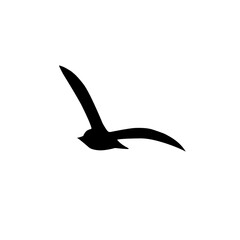 Obraz premium flying bird silhouette