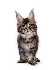 Obraz premium Pretty Maine Coon cat kitten, standing facing front. Looking towards camera. Isolated on a white background.