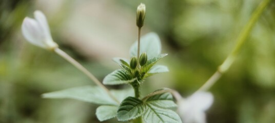 Obraz premium lily of the valley