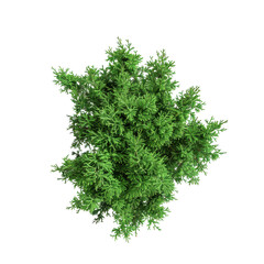 Green bush isolated on a white background.
